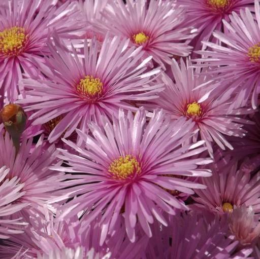 Aster 'Woods Pink' ~ Woods Pink Aster-ServeScape