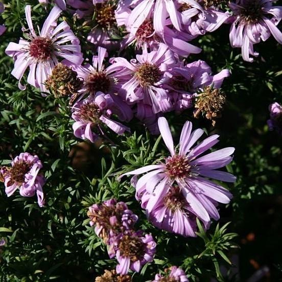 Aster 'Woods Pink' ~ Woods Pink Aster - Delivered By ServeScape