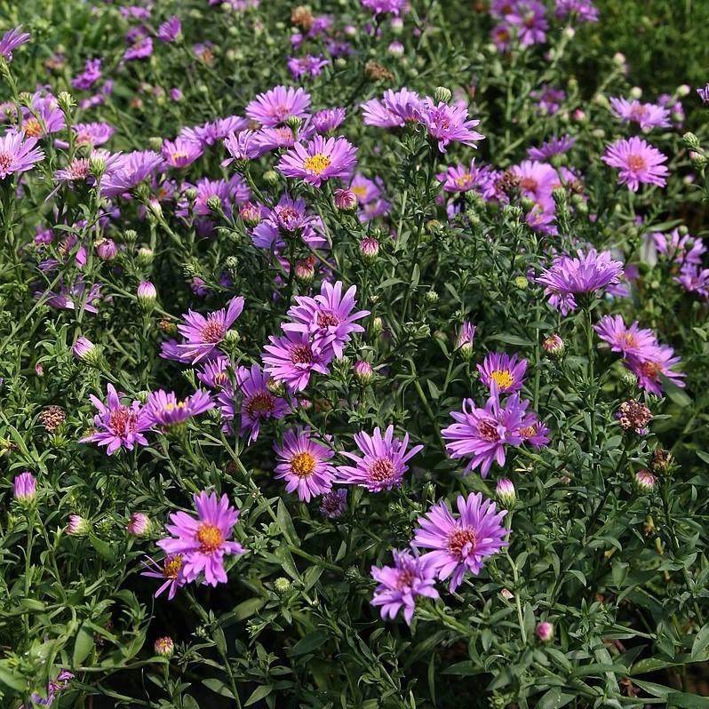 Aster 'Wood's Purple' ~ Woods Purple Aster-ServeScape