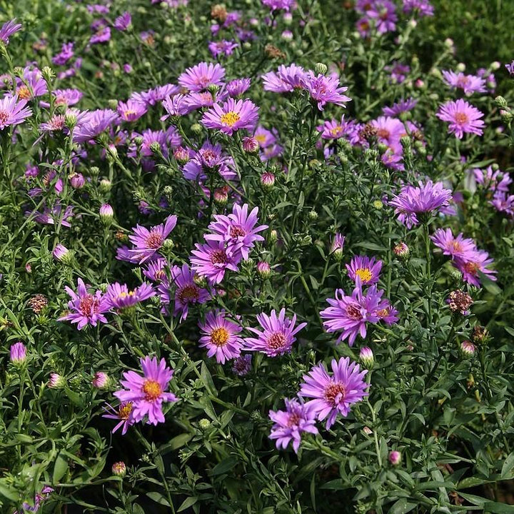 Aster 'Wood's Purple' ~ Woods Purple Aster-ServeScape
