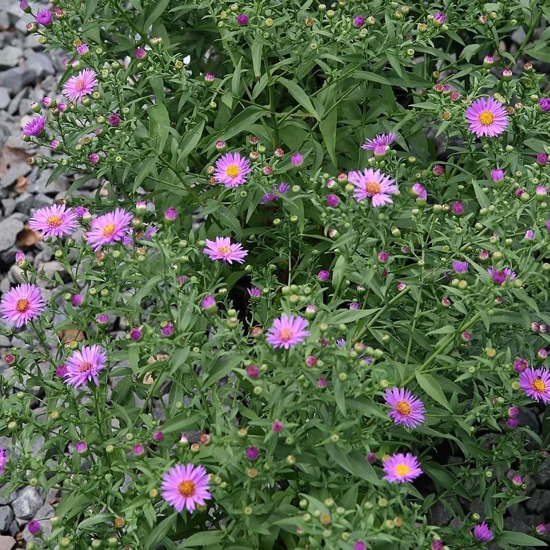 Aster 'Wood's Purple' ~ Woods Purple Aster-ServeScape