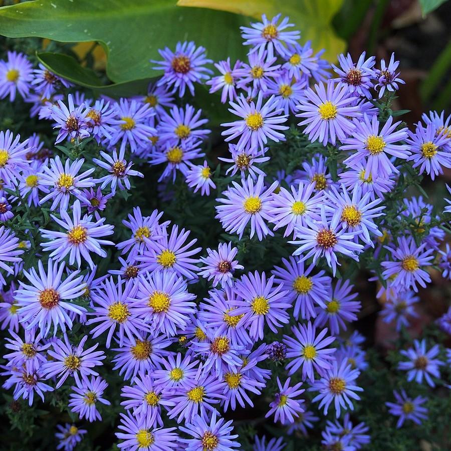 Aster dumosus 'Lady in Blue' ~ Lady In Blue Aster-ServeScape