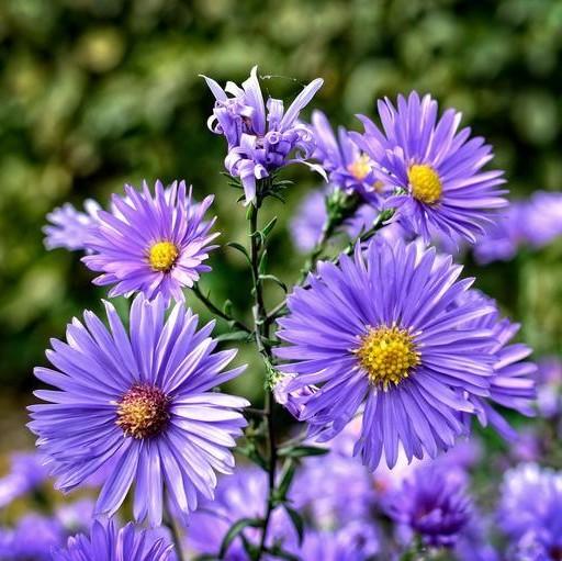 Aster dumosus 'Lady in Blue' ~ Lady In Blue Aster-ServeScape