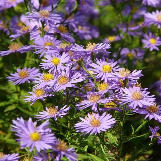 Aster laevis ~ Smooth Aster-ServeScape