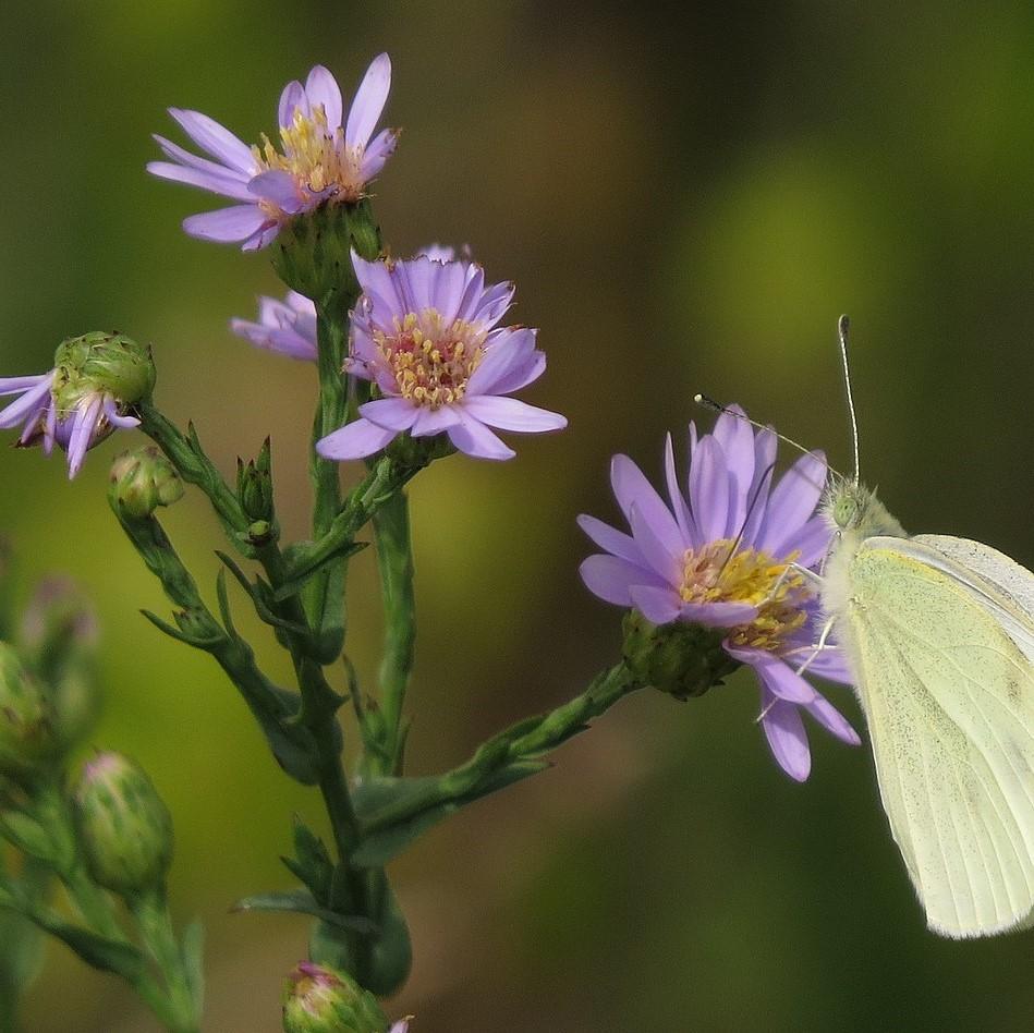 Aster laevis ~ Smooth Aster-ServeScape