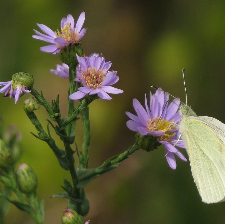 Aster laevis ~ Smooth Aster-ServeScape
