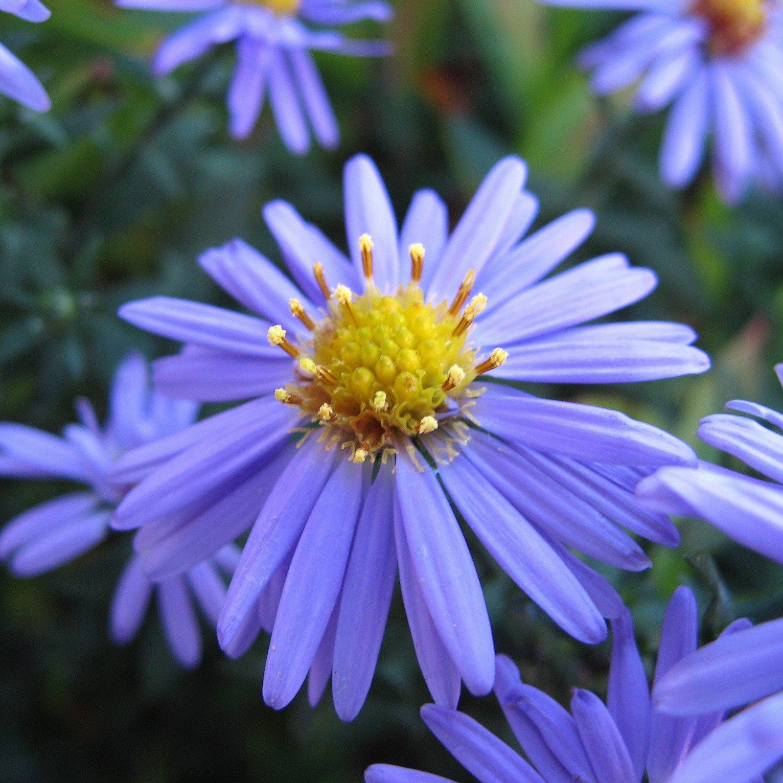 Aster laevis ~ Smooth Aster - Delivered By ServeScape