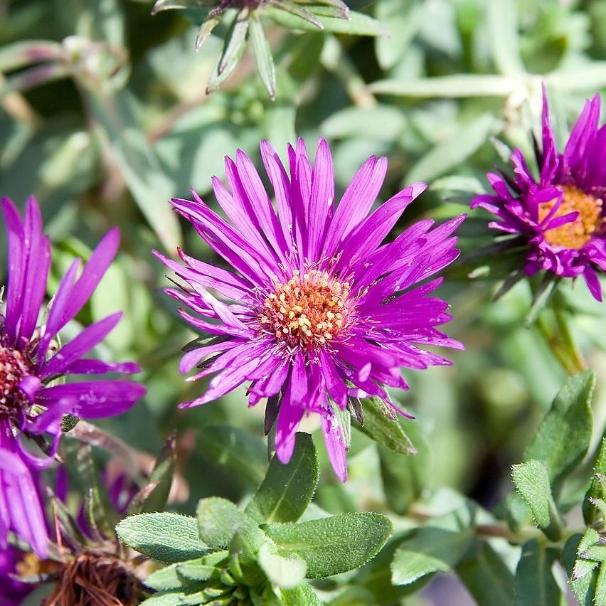 Aster nov-ang. 'Purple Dome' ~ Purple Dome New England Aster-ServeScape