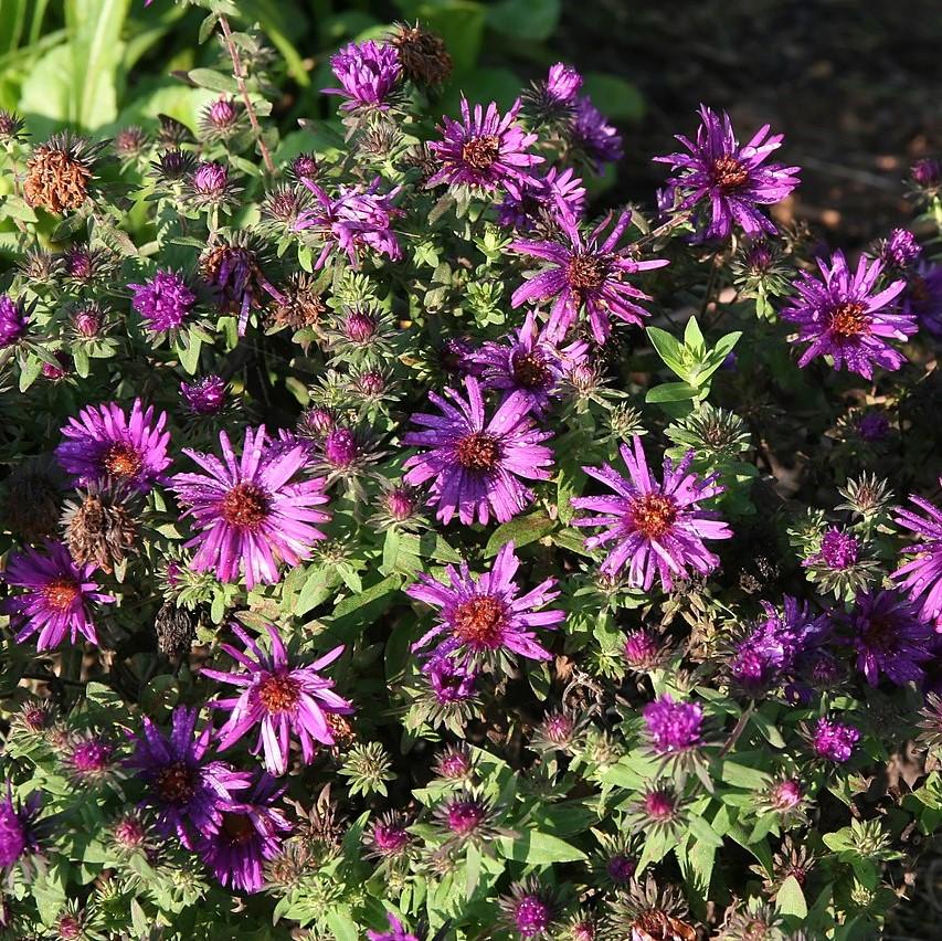 Aster nov-ang. 'Purple Dome' ~ Purple Dome New England Aster-ServeScape