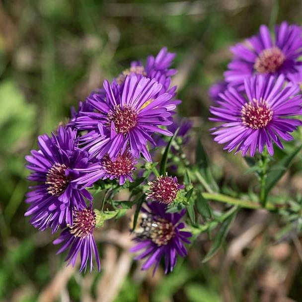Aster novae-angliae 'Grape Crush' ~ Grape Crush New England Aster-ServeScape