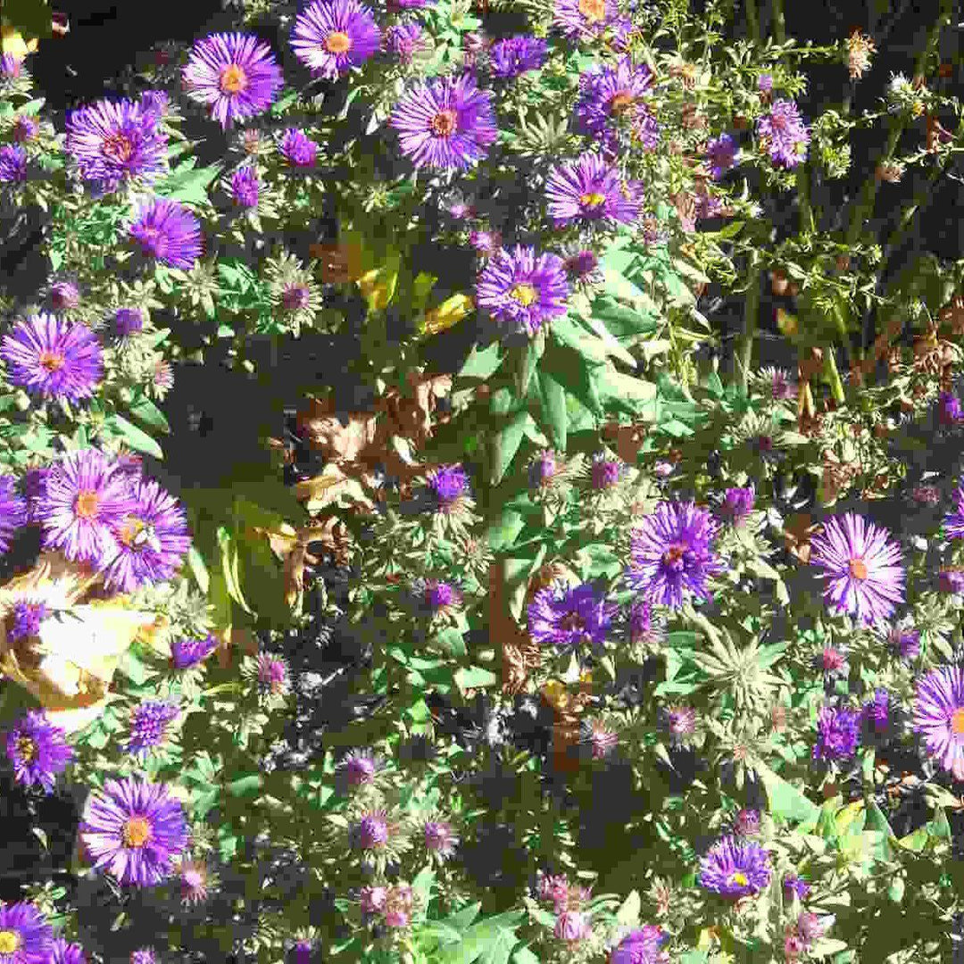Aster novae-angliae 'Grape Crush' ~ Grape Crush New England Aster-ServeScape