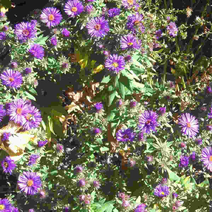 Aster novae-angliae 'Grape Crush' ~ Grape Crush New England Aster-ServeScape