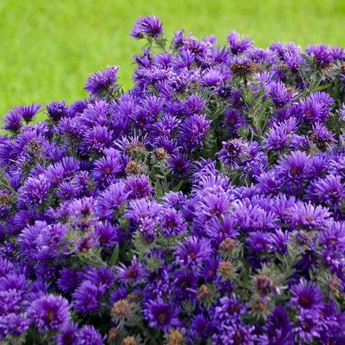 Aster novae-angliae 'Grape Crush' ~ Grape Crush New England Aster-ServeScape