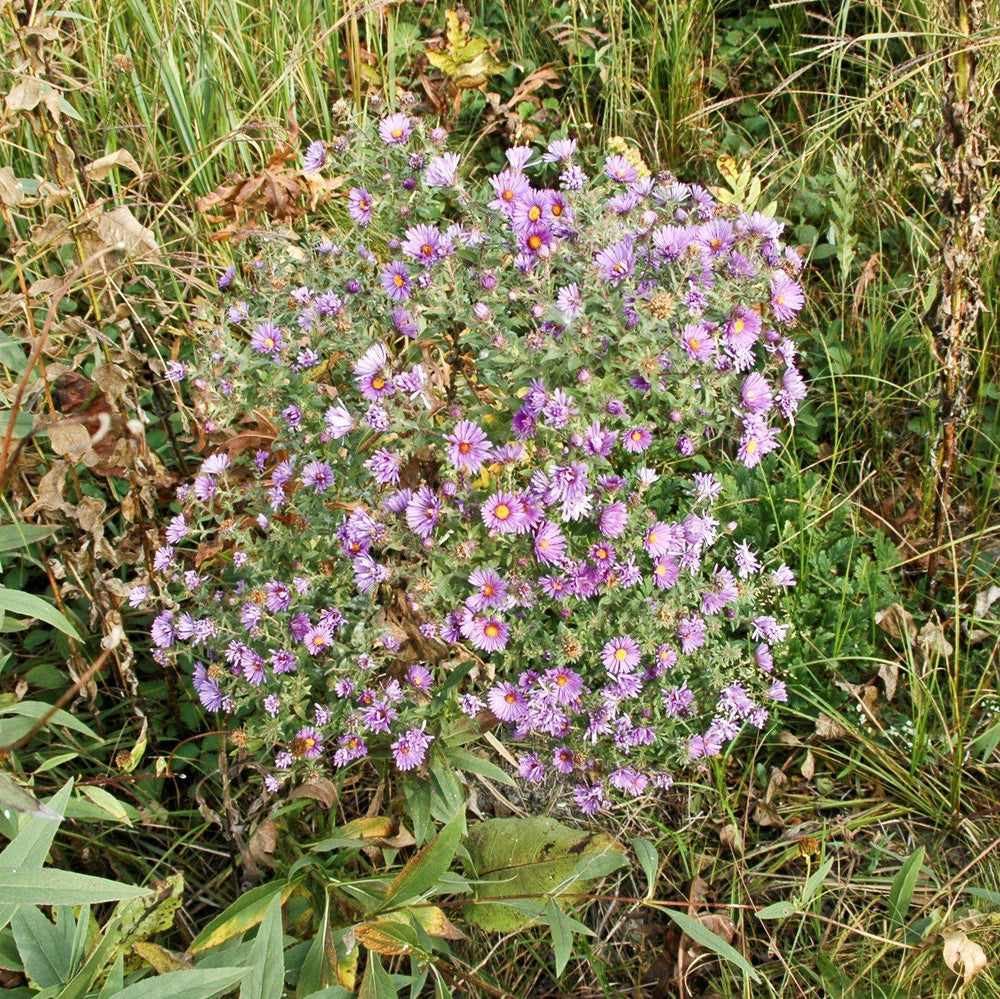 Aster novae-angliae ~ New England Aster-ServeScape
