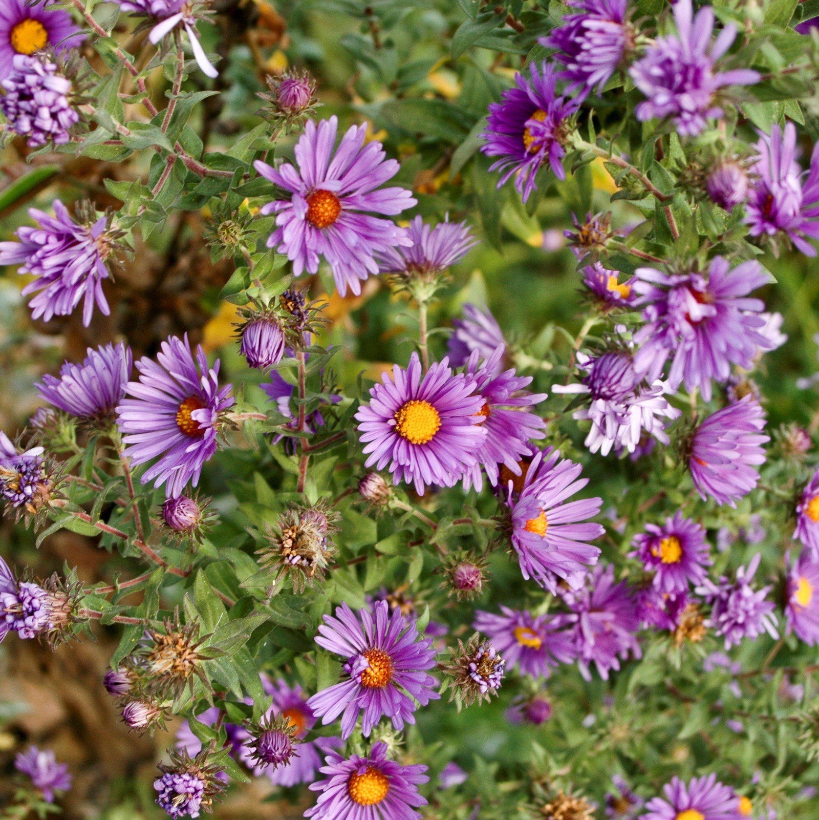 Aster novae-angliae ~ New England Aster-ServeScape