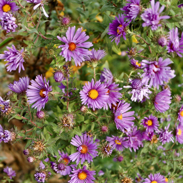 Aster novae-angliae ~ New England Aster-ServeScape