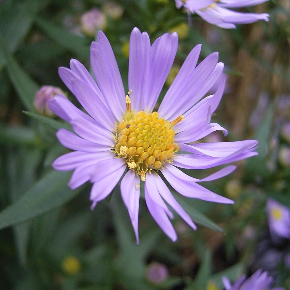 Aster novi-belgii ~ New York Aster-ServeScape
