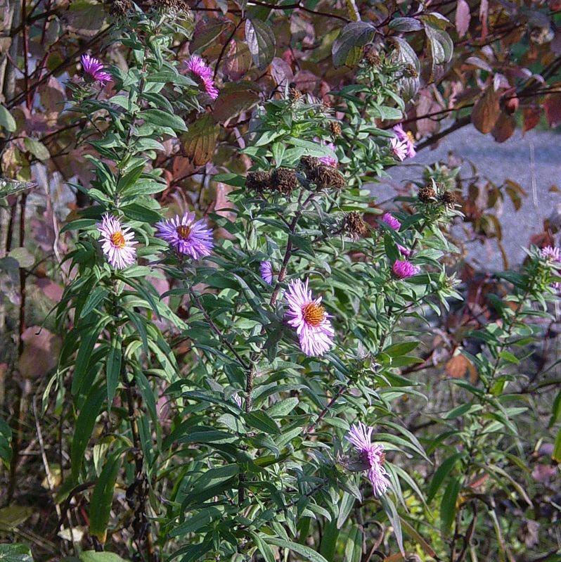 Aster novi-belgii ~ New York Aster-ServeScape