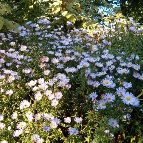 Aster novi-belgii ~ New York Aster - Delivered By ServeScape