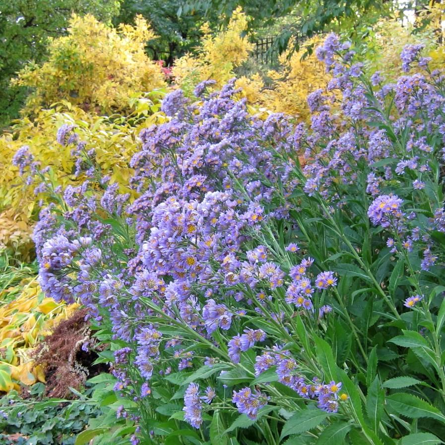 Aster tataricus 'Jindai' ~ Jindai Tatarian Aster-ServeScape