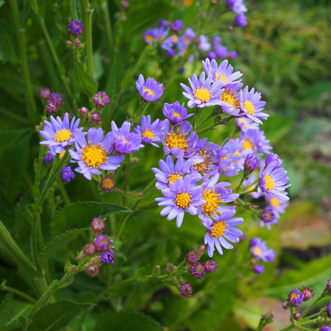 Aster tataricus 'Jindai' ~ Jindai Tatarian Aster-ServeScape