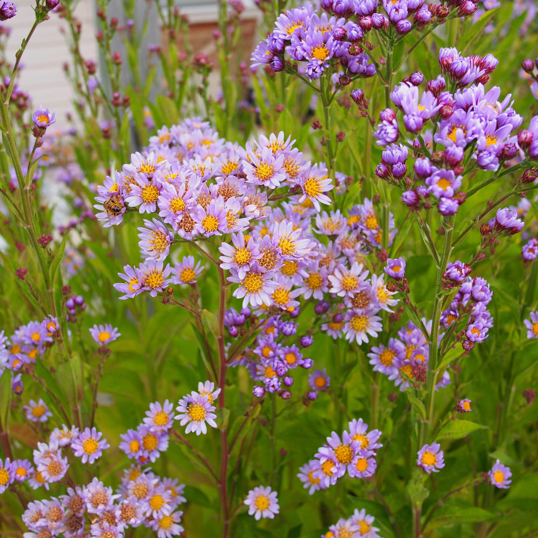 Aster tataricus 'Jindai' ~ Jindai Tatarian Aster-ServeScape