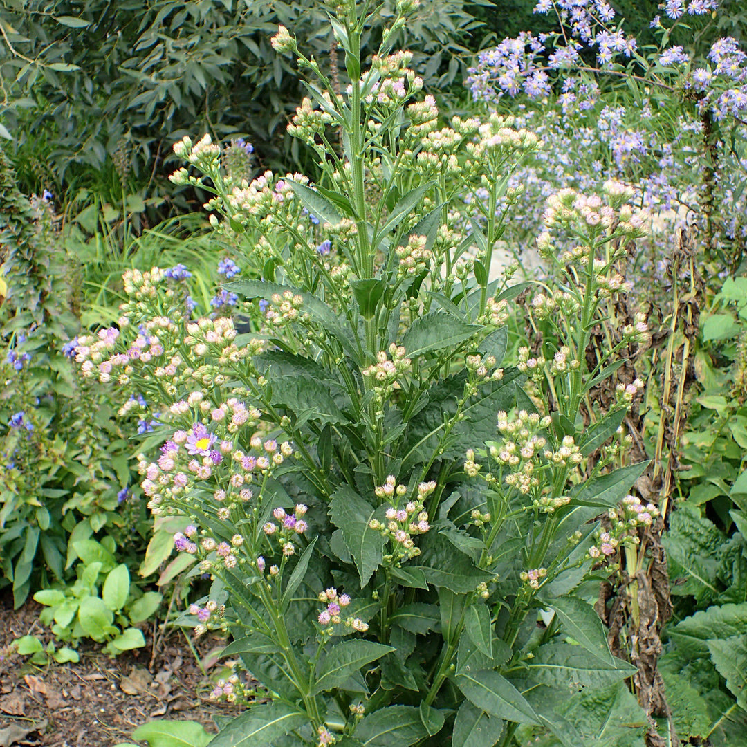 Aster tataricus 'Jindai' ~ Jindai Tatarian Aster-ServeScape