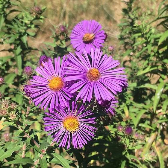 Aster x 'Hella Lacy' ~ Hella Lacy New England Aster