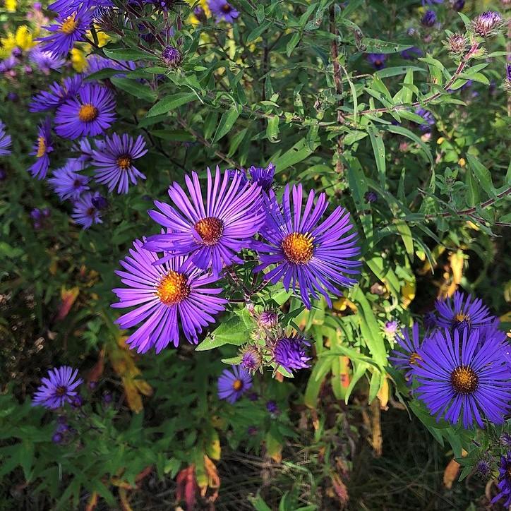 Aster x 'Hella Lacy' ~ Hella Lacy New England Aster