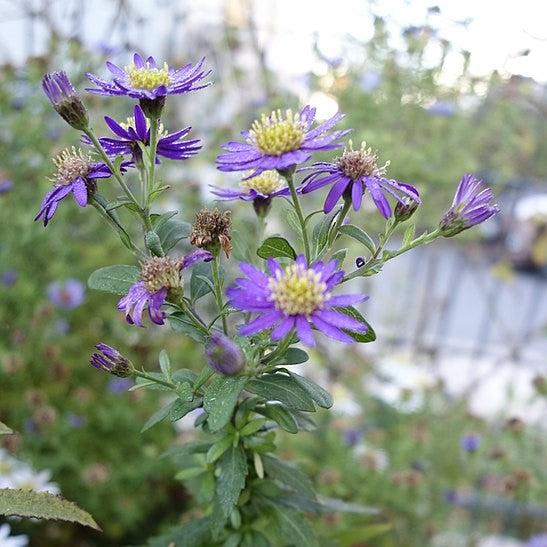 Aster ageratoides 'Ezo Murasaki' ~ Ezo Murasaki Aster-ServeScape
