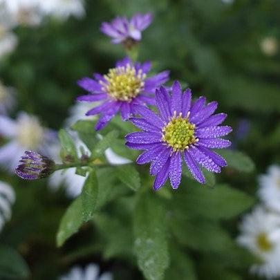 Aster ageratoides 'Ezo Murasaki' ~ Ezo Murasaki Aster-ServeScape