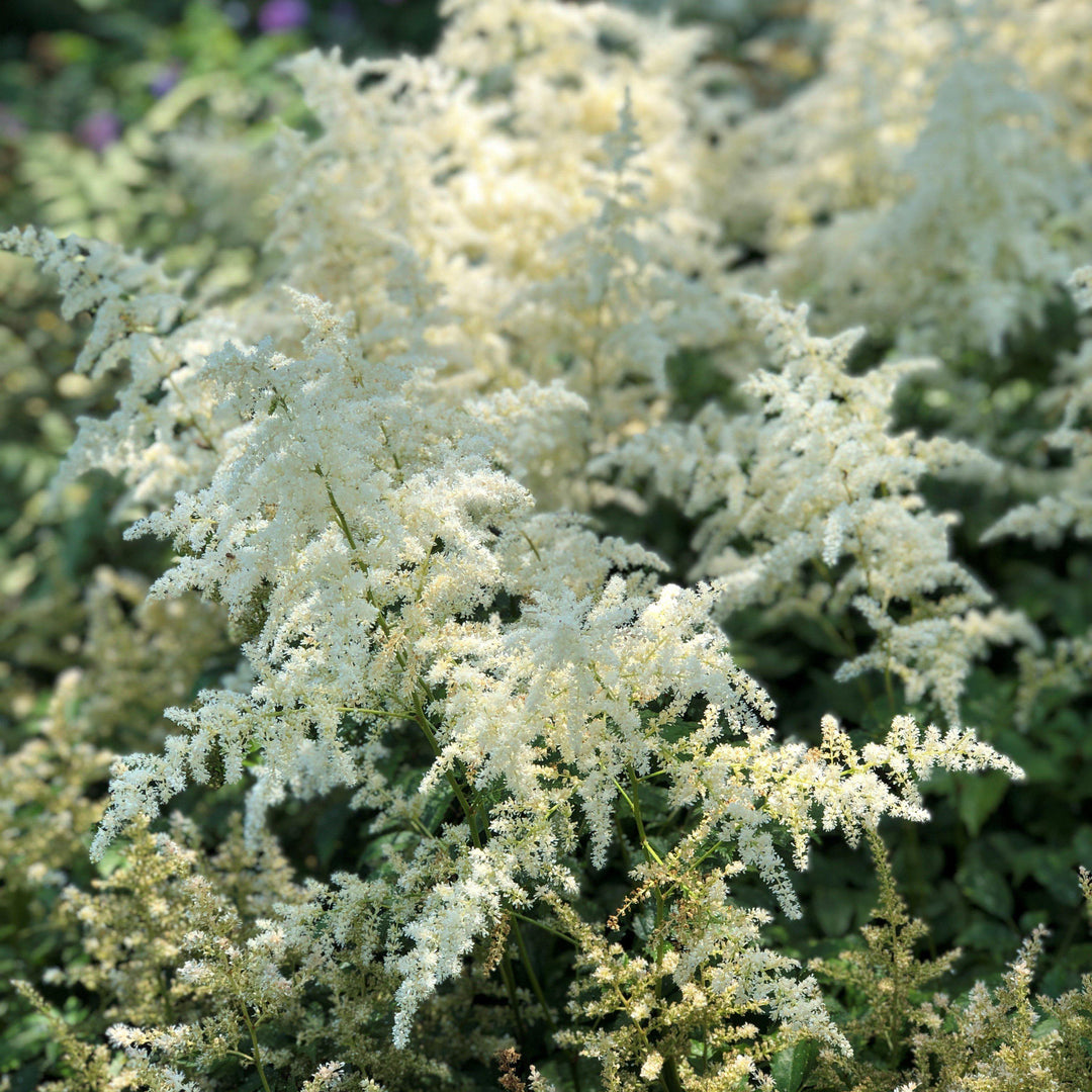 Astilbe 'Snowdrift' ~ Snowdrift Astilbe-ServeScape