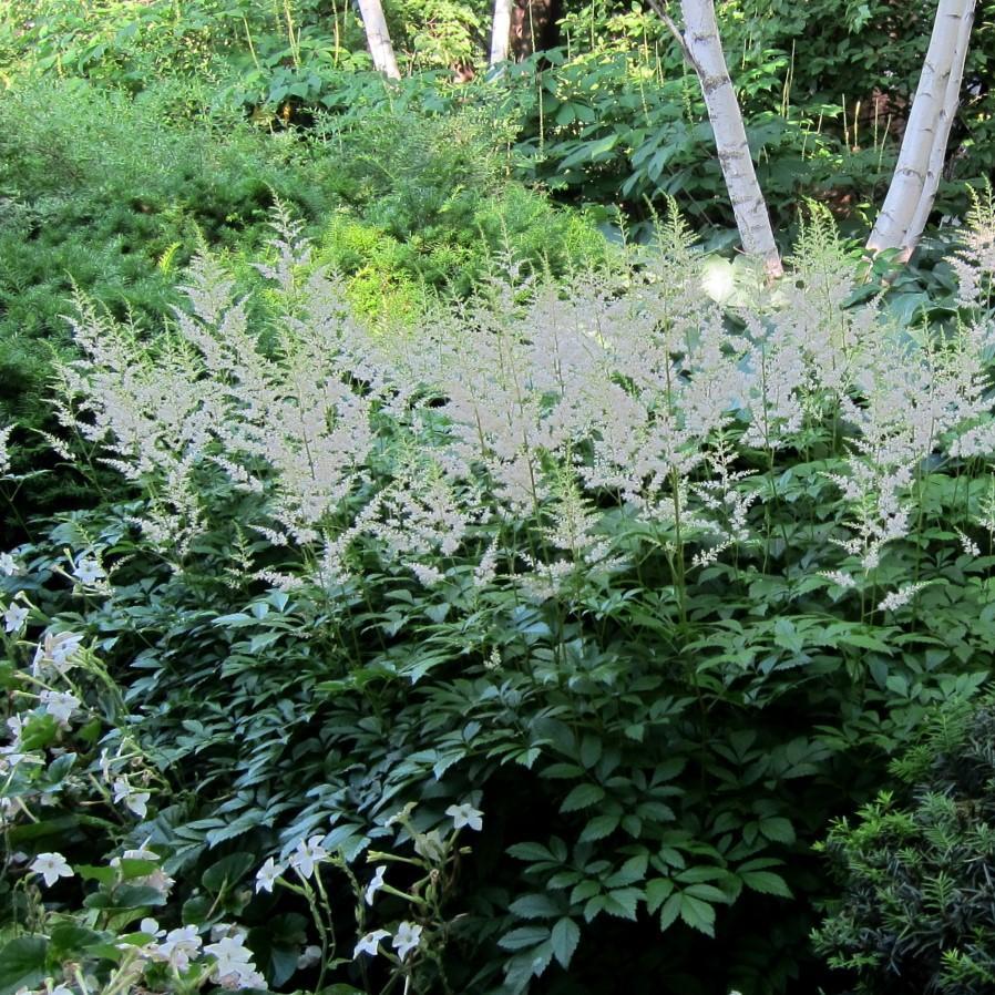 Astilbe 'Snowdrift' ~ Snowdrift Astilbe - Delivered By ServeScape