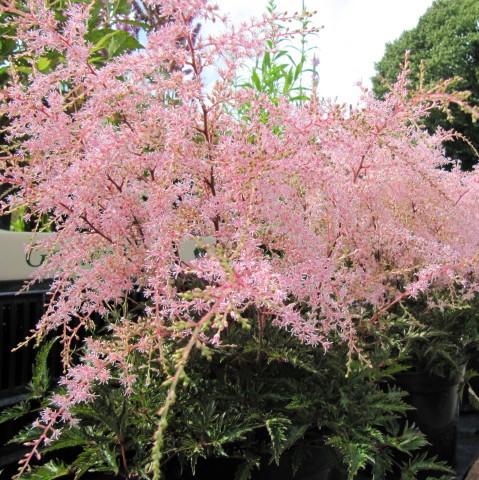 Astilbe 'Sprite' ~ Sprite Astilbe-ServeScape