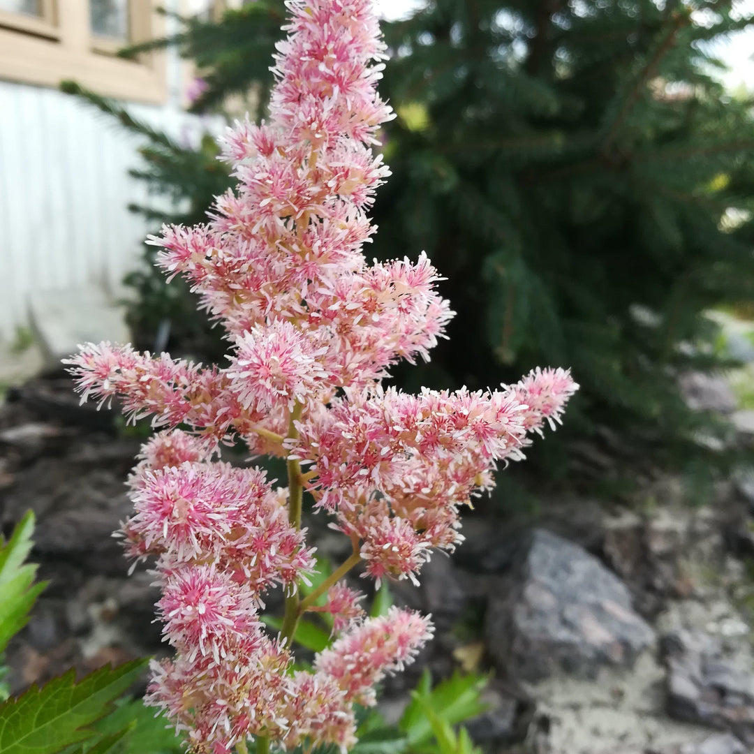 Astilbe 'Younique Salmon' ~ Younique™ Salmom Astilbe-ServeScape