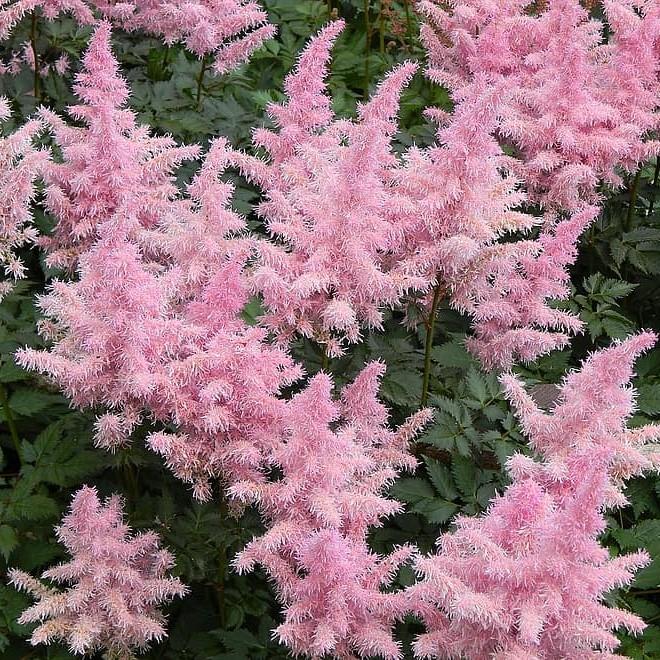 Astilbe 'Younique Salmon' ~ Younique™ Salmom Astilbe - Delivered By ServeScape