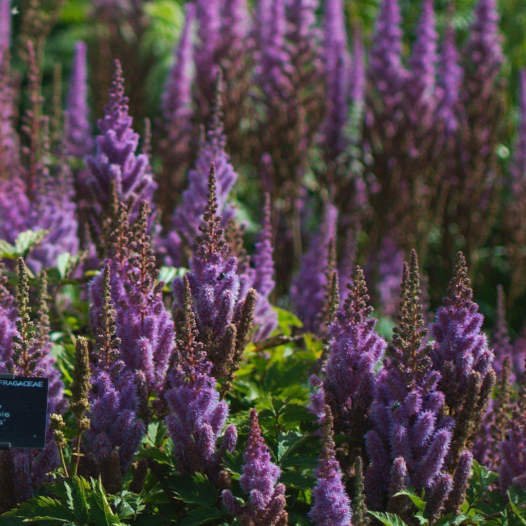 Astilbe chinensis 'Pumila' ~ Pumila Chinese Astilbe-ServeScape