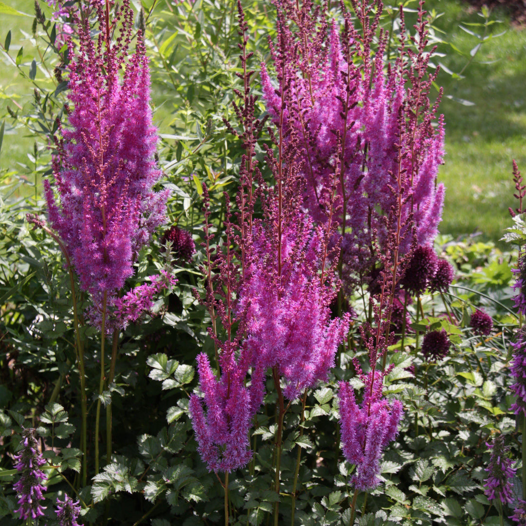 Astilbe chinensis 'Purpurkerze' ~ Purple Candles Chinese Astilbe-ServeScape