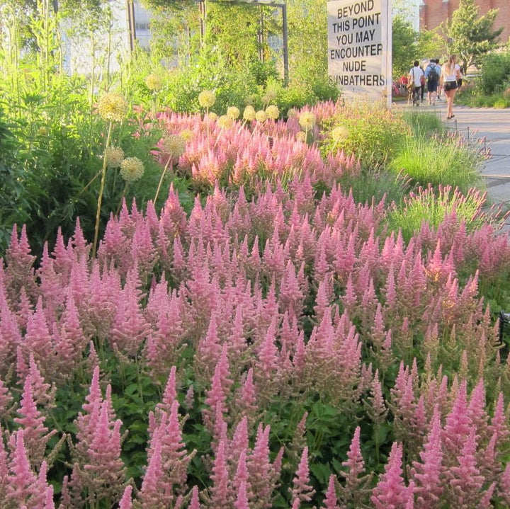 Astilbe chinensis 'Vision in Pink' ~ Vision in Pink Chinese Astilbe-ServeScape