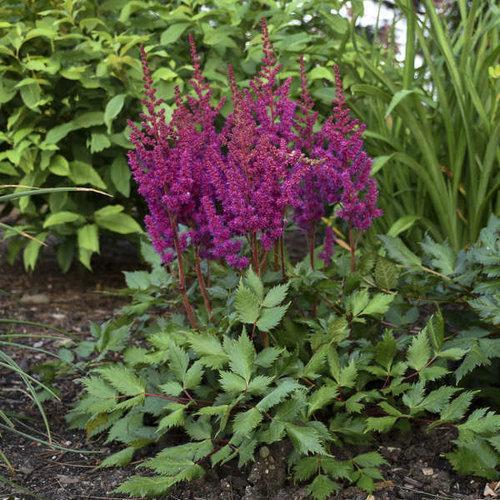 Astilbe chinensis 'Vision in Red' ~ Vision in Red Chinese Astilbe-ServeScape