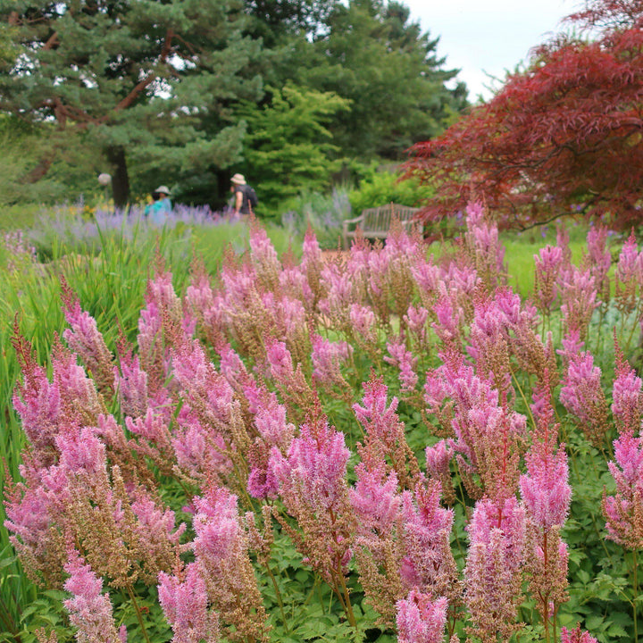 Astilbe chinensis var taquetii 'Superba' ~ Superba Chinese Astilbe-ServeScape