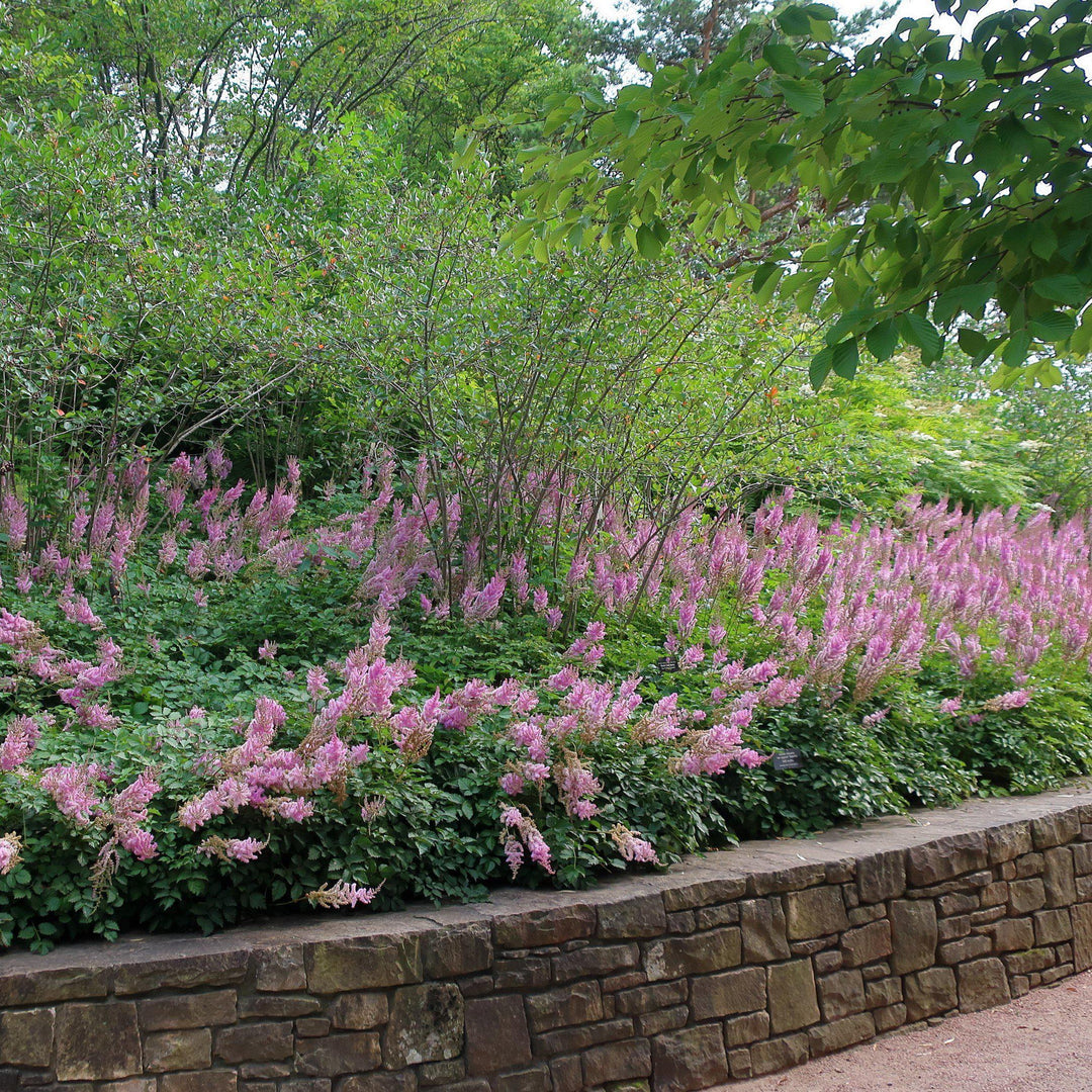 Astilbe chinensis var taquetii 'Superba' ~ Superba Chinese Astilbe-ServeScape