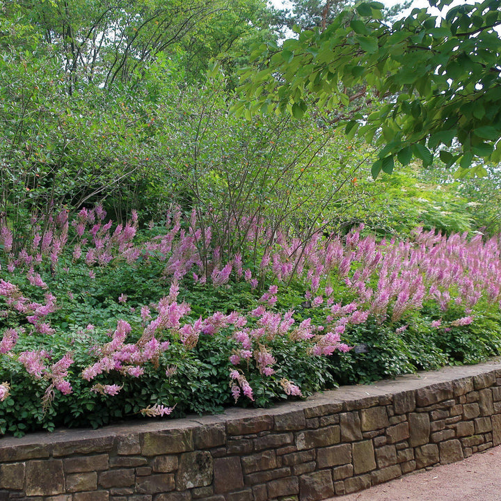 Astilbe chinensis var taquetii 'Superba' ~ Superba Chinese Astilbe-ServeScape
