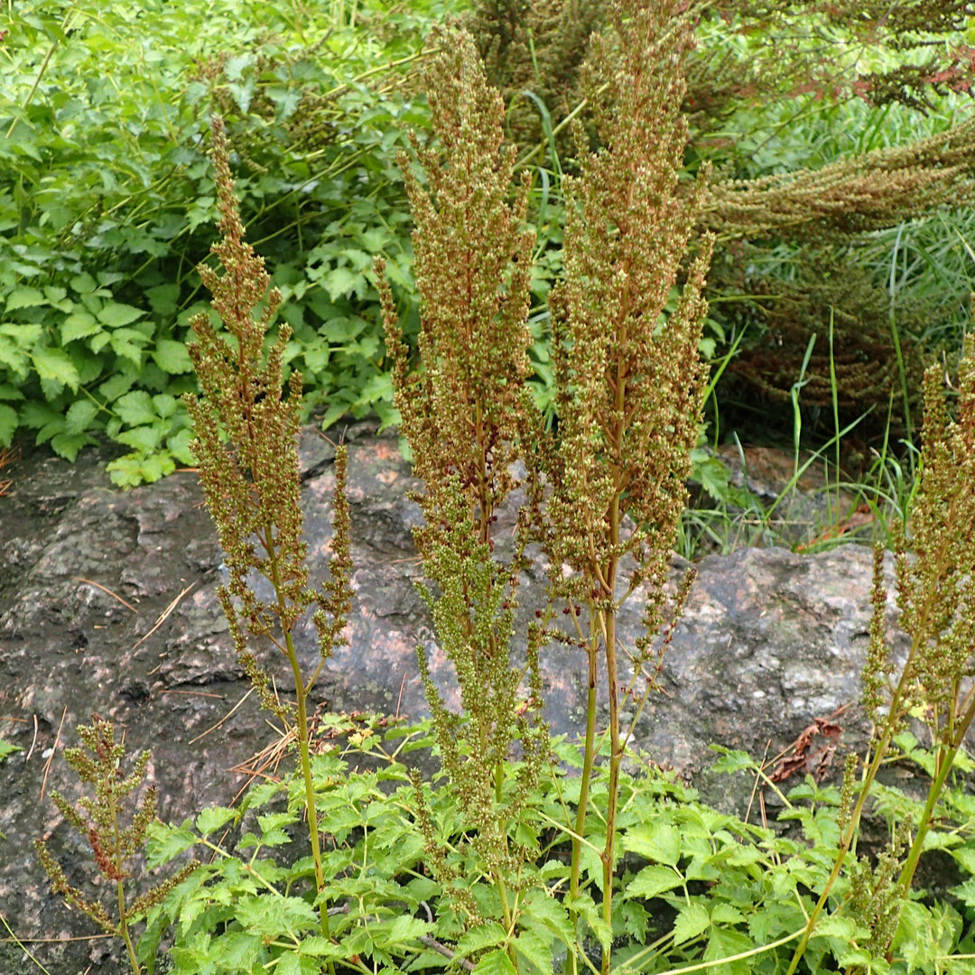 Astilbe chinensis var taquetii 'Superba' ~ Superba Chinese Astilbe-ServeScape