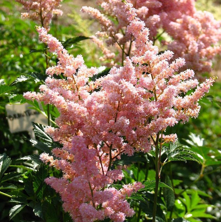 Astilbe japonica 'Europa' ~ Europa Japanese Astilbe-ServeScape