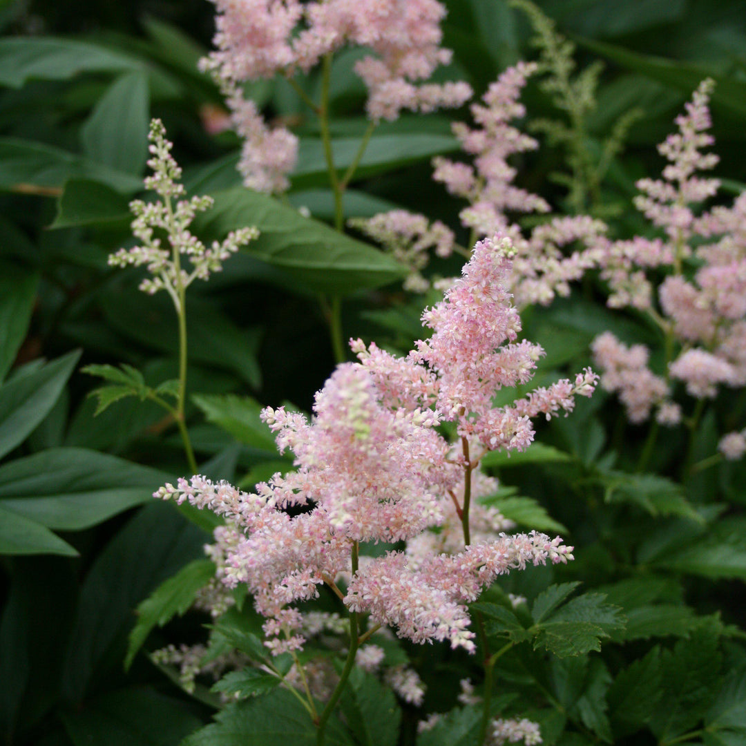 Astilbe j. 'Europa' - Delivered By ServeScape