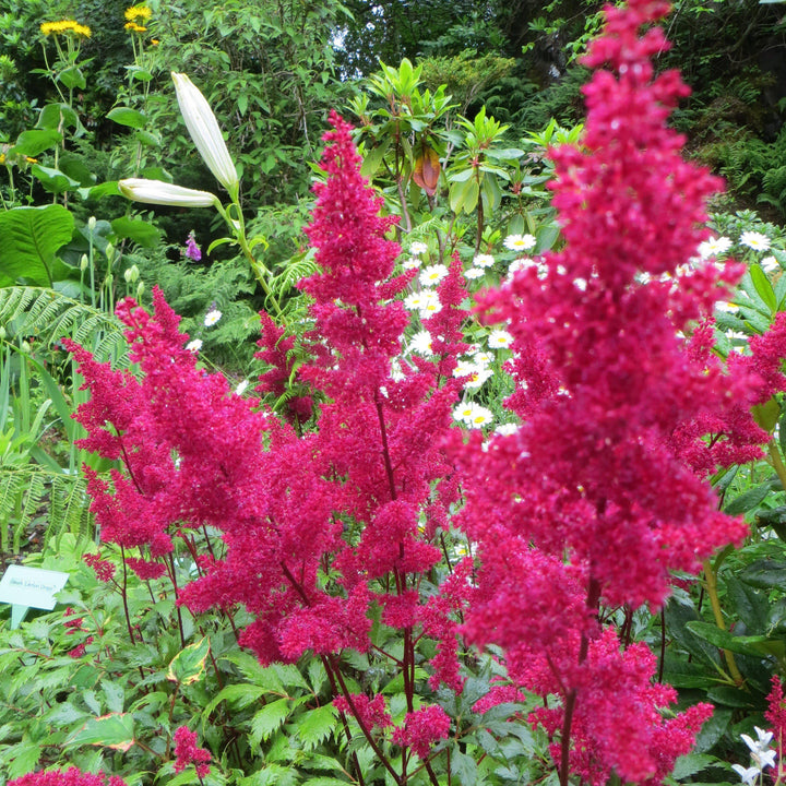 Astilbe japonica 'Montgomery'~ Montgomery Japanese Astilbe-ServeScape