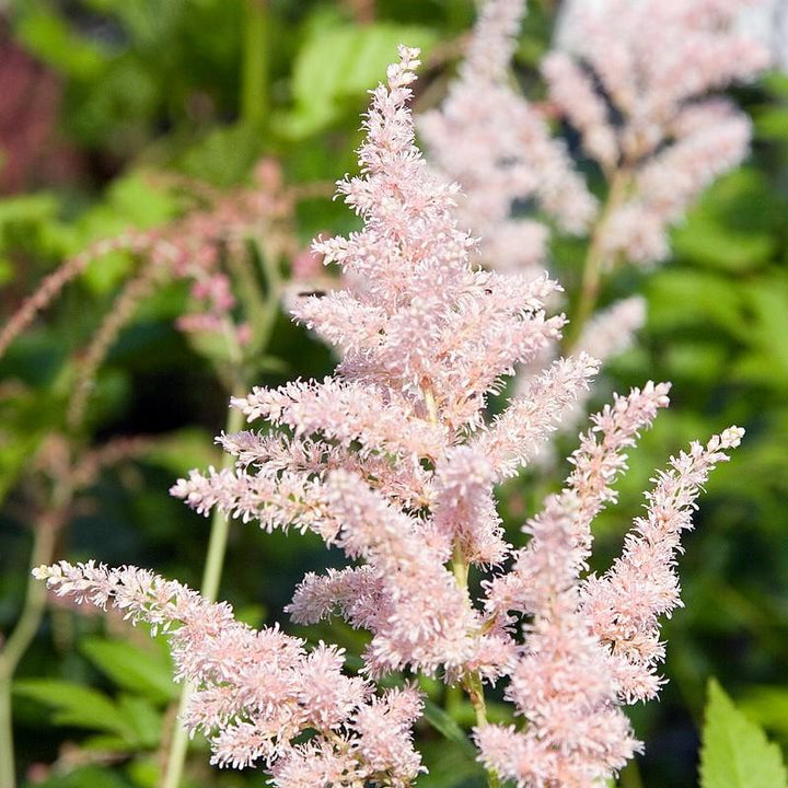 Astilbe japonica 'Peach Blossom' ~ Peach Blossom Japanese Astilbe-ServeScape