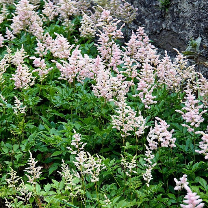 Astilbe japonica 'Peach Blossom' ~ Peach Blossom Japanese Astilbe-ServeScape