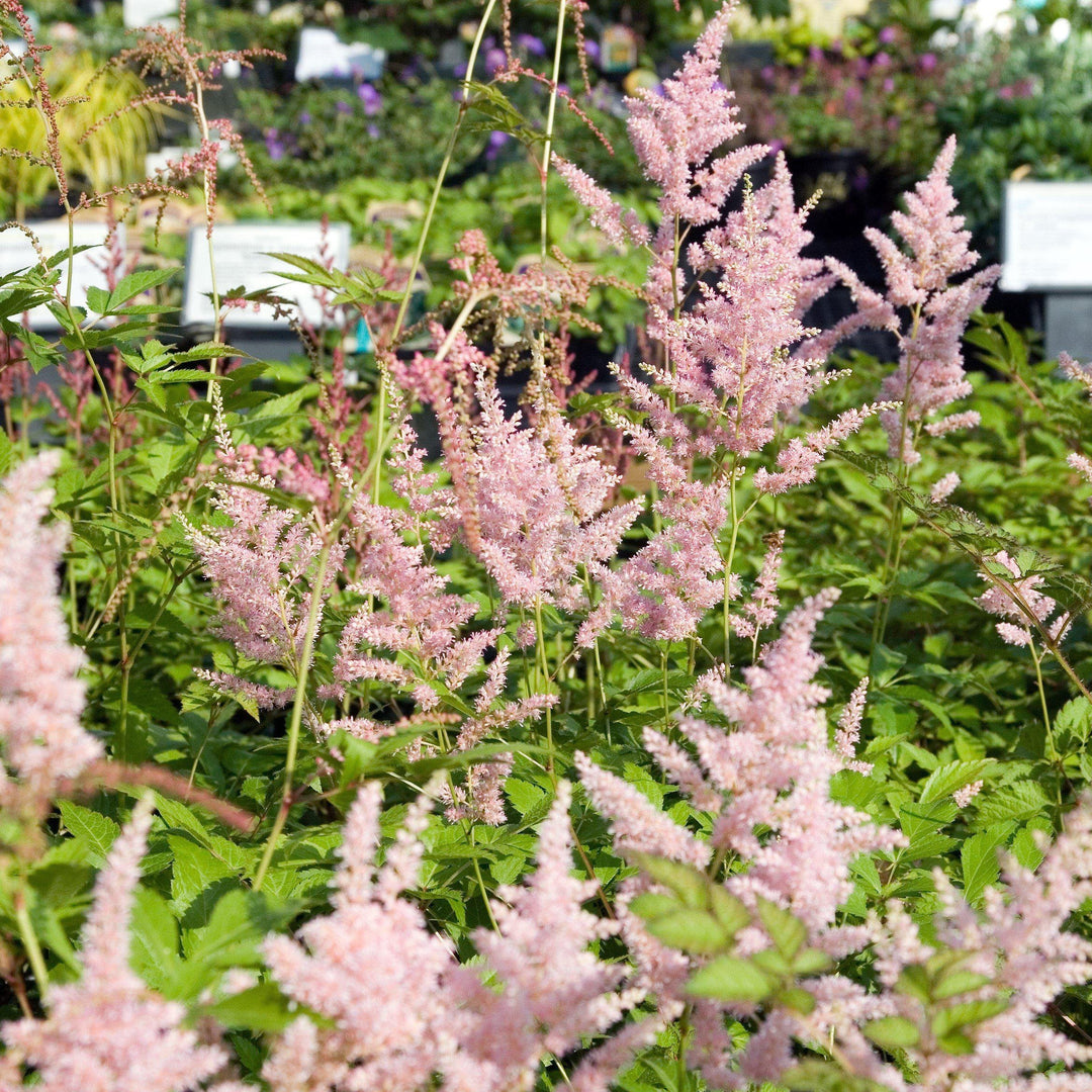 Astilbe japonica  'Peach Blossom' ~ Peach Blossom Japanese Astilbe - Delivered By ServeScape